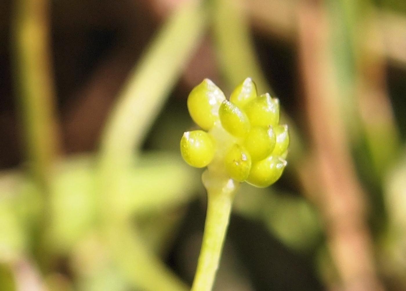 Spearwort, Lesser fruit